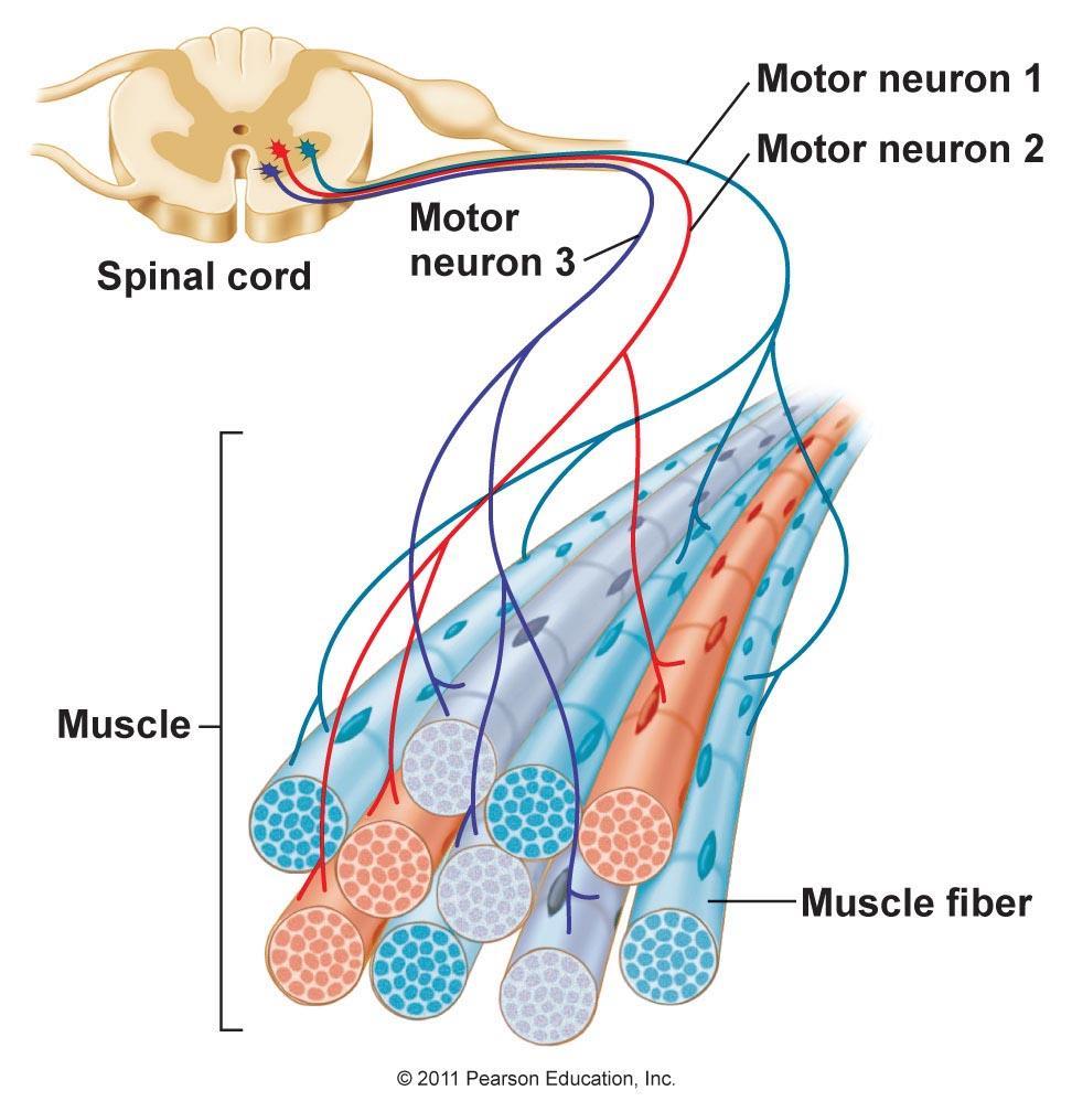 Our Goal in CMT/Neurologic Diseases Partial denervation of muscle Specific muscle