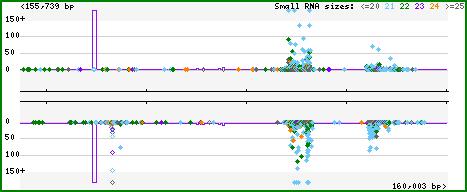 (B) The target site of mir4392 on the soybean chromosome is indicated with brown lines, and the position of the mir4392 locus and the mature mirna is