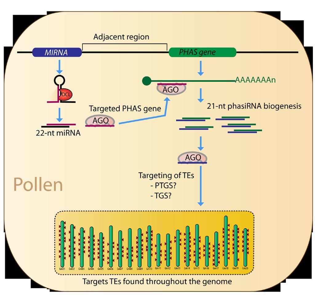 Supplemental Figure 12. A model of transposable element control in legume pollen by pollenspecific phasirnas.