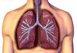 Based on this information there are two main requirements for organisms to have a respiratory system: a.