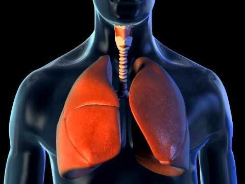 The main parts of the respiratory system you need to know: