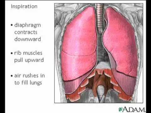 Inhalation Rib (aka intercostal) muscles and cage contract,