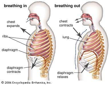 Exhalation Rib muscles and cage relax, moving down and in Diaphragm relaxes and pushes up