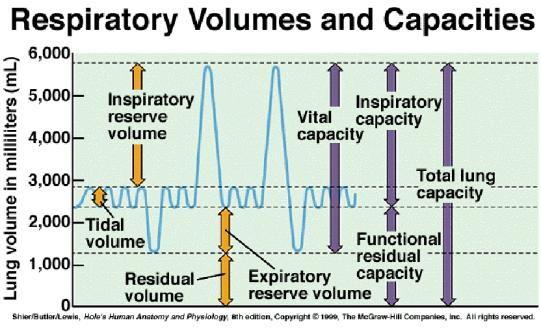 Expiratory Reserve Volume (EV) = 1200 ml Residual