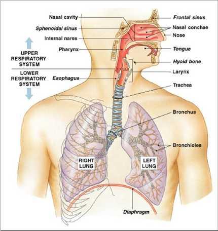 Location of Impacted Foreign Bodies Larynx 1-5% Trachea 5-15% L Main