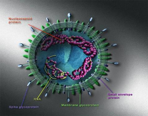 Coronavirus Suspected