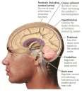 Brain-Behavior Network Nervous System Sensory information comes into and decisions come out of the central nervous system (CNS) Central Nervous System The nerves outside the CNS are called the