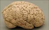 that are unique to humans The relative size of the human brain is the biggest in all mammals