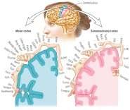 Frontal Lobes Majority of the forebrain is composed of the cerebral cortex Can be divided into four lobes, each associated with a different function Assist in motor function, language, memory Oversee