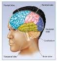 13 Selected Areas of the Cerebral Cortex. The prefrontal cortex controls various aspects of behavior and personality.
