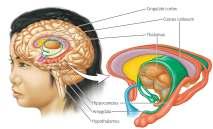 Other cortical areas include the motor cortex, primary sensory areas, and association areas.