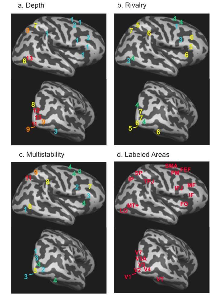 Neural Mechanisms for Binocular Depth, Rivalry and Multistability 85 Figure 2. Brain areas highlighted in fmri studies for (a) depth, (b) rivalry and (c) multistability.