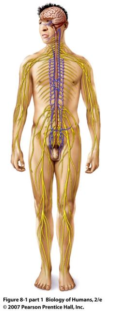 PNS (Peripheral Nervous System) nerves (spinal and cranial): carry messages to and from CNS A. Sensory (afferent) division: brings sensory informa9on from receptors to CNS II. PNS (con9nued) Organiza?