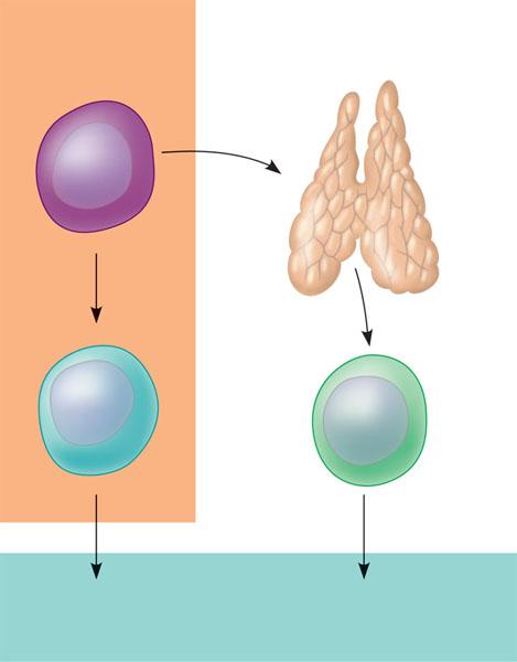 Mature lymphocytes recirculate between the blood and the peripheral lymphoid organs until they encounter their specific.