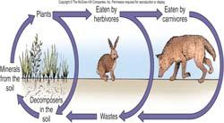 Ecology Ecology Studies how living things affect each other and what determines