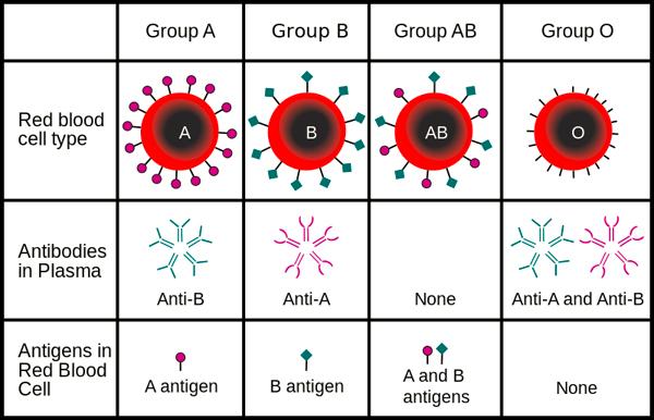 V. Blood Types Determined by specific antigens on RBC Universal Donor: