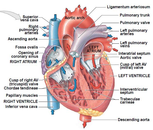 VII. Heart Anatomy 4 Chambers: > Right & Left Atria: Receive blood returning to heart > Right & Left Ventricles: Contract to force blood out of heart to arteries VII.