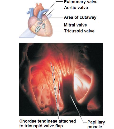 VII. Heart Anatomy cont'd Heart Terms: > Endocardium: inner lining of heart Makes valves > Myocardium: cardiac muscle tissue Contracts > Epicardium: