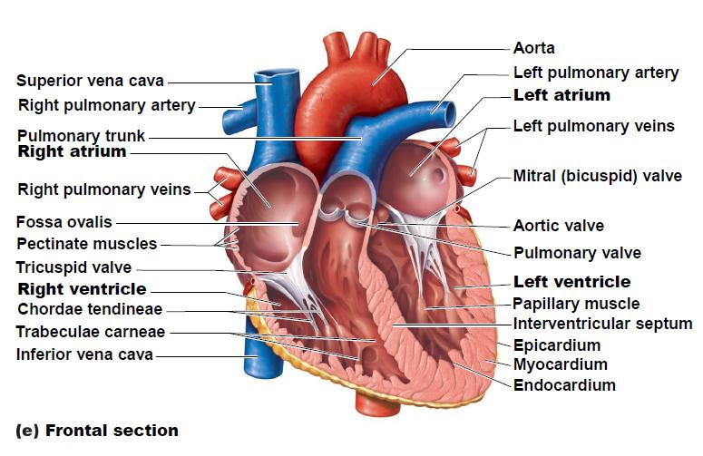 VIII. Blood Vessel Anatomy Arteries: > Carry blood away from heart > Thicker and more elastic than veins Arterioles: > Smaller vessels than arteries > Still carrying blood away from heart