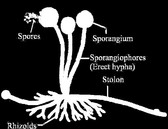 Spore formation in Rhizopus Sexual Reproduction When reproduction takes place as a result of the fusion of male and female gametes is called sexual reproduction.