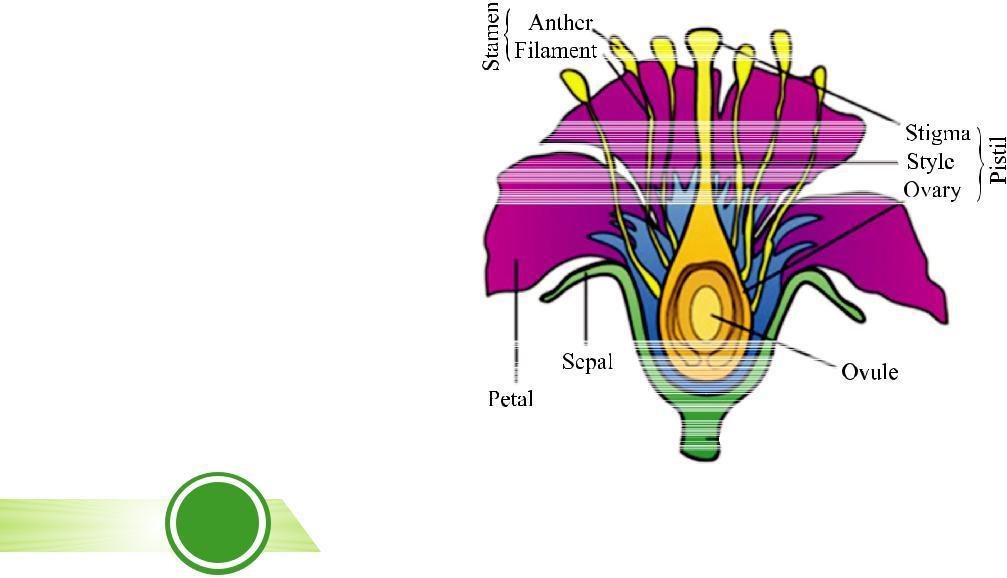 A typical flower consists of four main whorls namely sepals, petals, stamen and pistil.