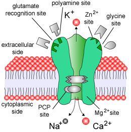 N-Methyl-D-Aspartate Activation via glutamate neurotransmitters Activation induces: Hyperalgesia