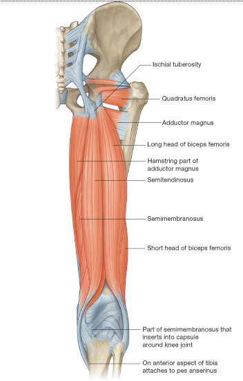 *Make a connection in your mind between the position of the biceps femoris which is lateral and the position of common fibular nerve which is also lateral, and because of that part of the biceps