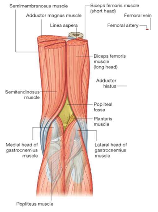 Contents: 1- vessels: Popliteal artery (most deep, closest to the bone), popliteal vein (posterior to popliteal artery, continue