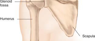 The pectoral girdle