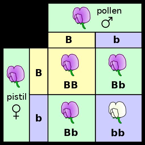 The F 1 cross (Punnett square) illustrating flower color inheritance in the F 2 The Punnett Square is a tool devised to make predictions about the probability of traits observed in the offspring in