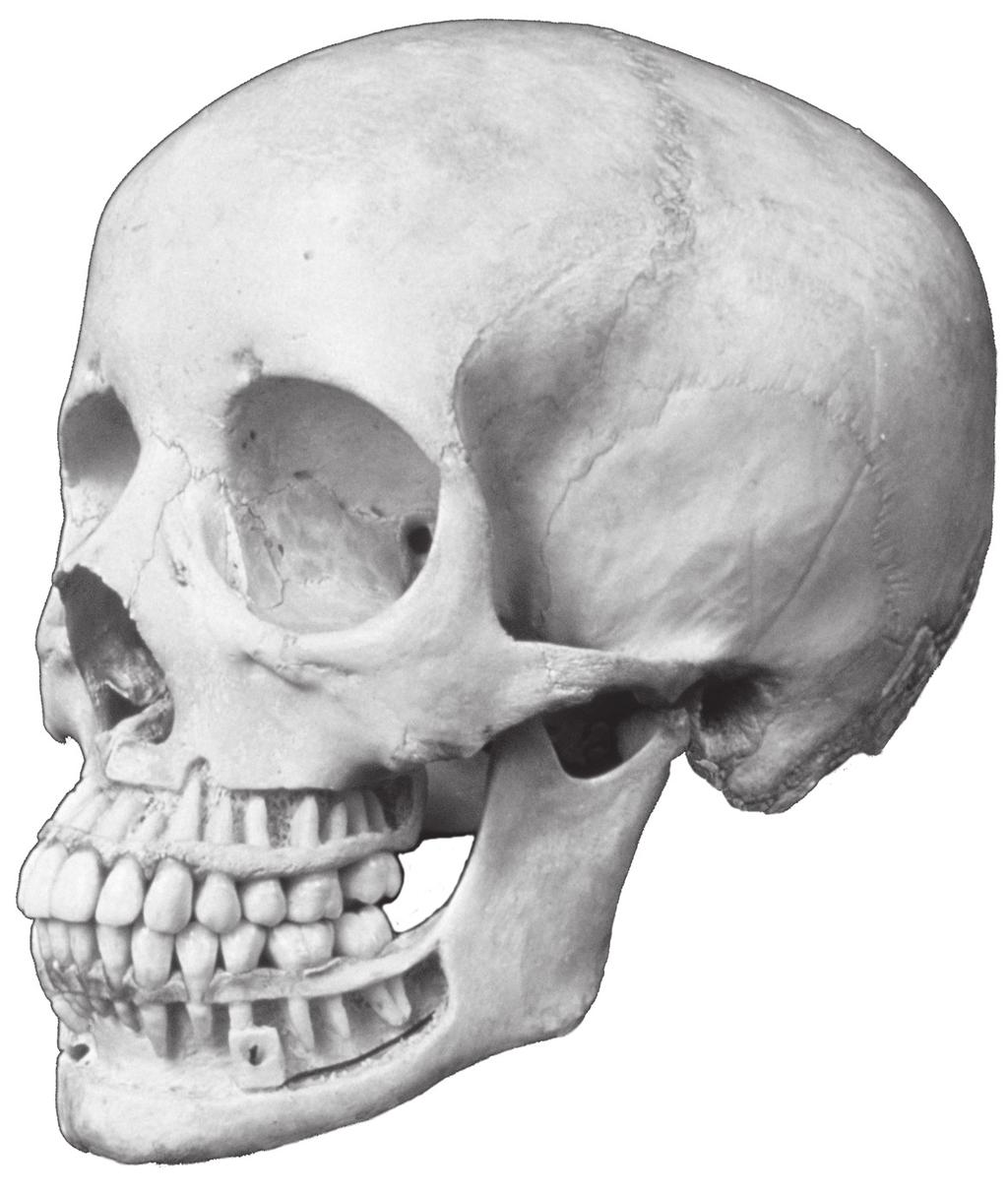 7 4 (a) Fig. 4.1 shows teeth in a human skull. Fig. 4.1 Add label lines and labels to Fig.