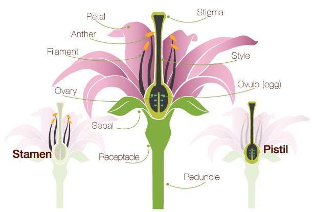 stamen pistil Similarly, Mendel knew that the female portion of each flower produces reproductive cells called eggs.