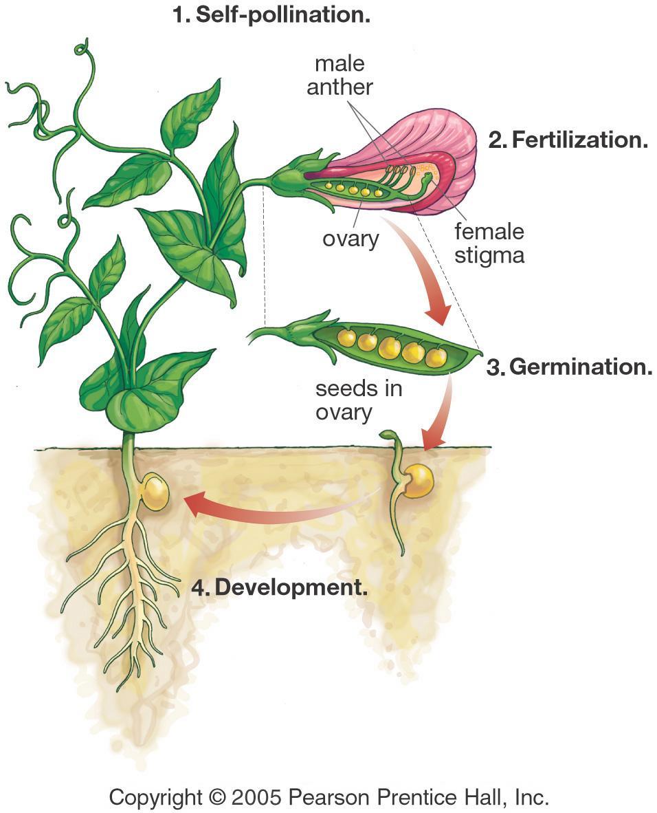 A plant grown from a seed produced by self-pollination inherits all of its characteristics from the single plant that bore it. In effect, it has a single parent.