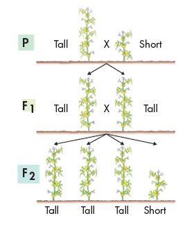 Explaining the F1 Cross Mendel assumed that a dominant allele had masked the corresponding recessive allele in the F1 generation.
