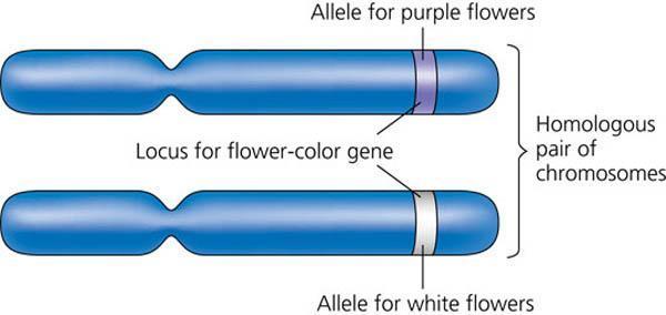 A capital letter represents a dominant allele. A lowercase letter represents a recessive allele.