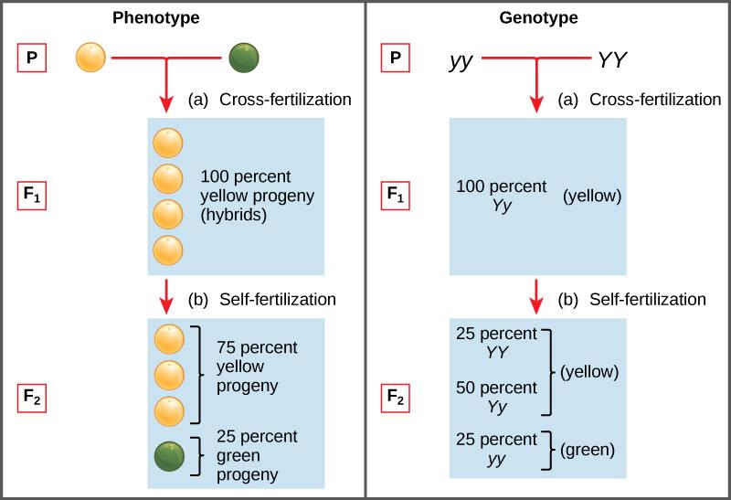 all of the F 1 hybrid offspring had yellow seeds. That is, the hybrid offspring were phenotypically identical to the true-breeding parent with yellow seeds.