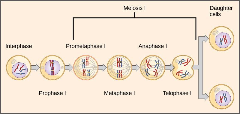 daughter nuclei. This process was not understood by the scientific community during Mendel s lifetime ([link]). Test Cross The first division in meiosis is shown.