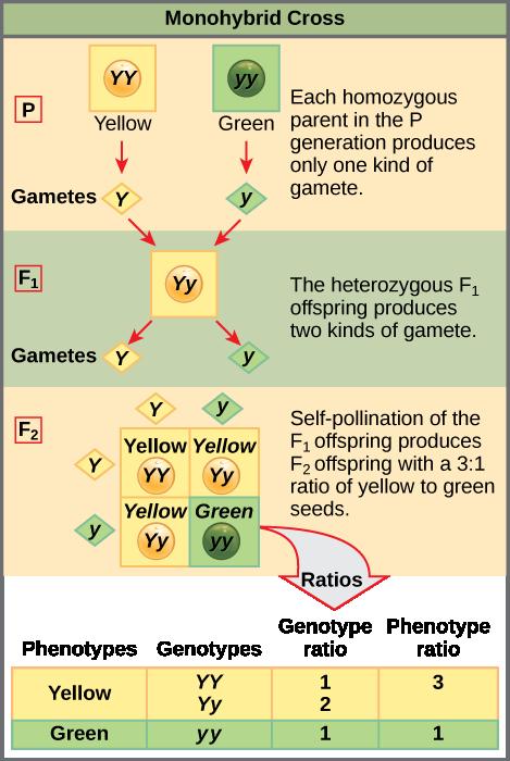 This Punnett square shows the cross between plants with yellow seeds and green seeds. The cross between the true-breeding P plants produces F 1 heterozygotes that can be self-fertilized.