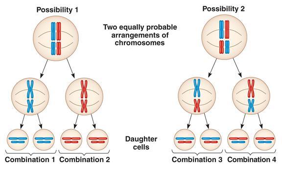 Meiosis Notes Reducing the Number of Chromosomes Meiosis is a type of cell division that reduces the number of chromosomes in the parent cell by half and produces four gamete cells.