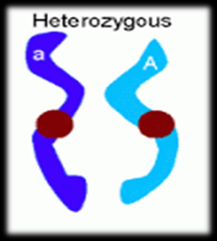 Heterozygous - Different alleles