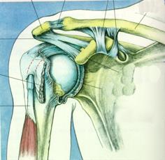 Shoulder Anatomy Acromion AC Joint Clavicle Ligaments
