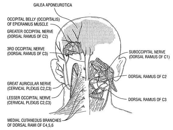 4/The auriculotemporal nerve, a branch of the mandibular division of the trigeminal nerve, ascends over the side of the head from in front of the auricle.