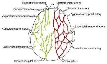 Blood supply: The arteries of the scalp are derived from the external carotid artery by the occipital, posterior auricular and superficial temporal branches, and from the internal carotid artery by