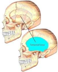 Lymph vessels in the anterior part of the scalp and forehead drain into the submandibular lymph nodes.