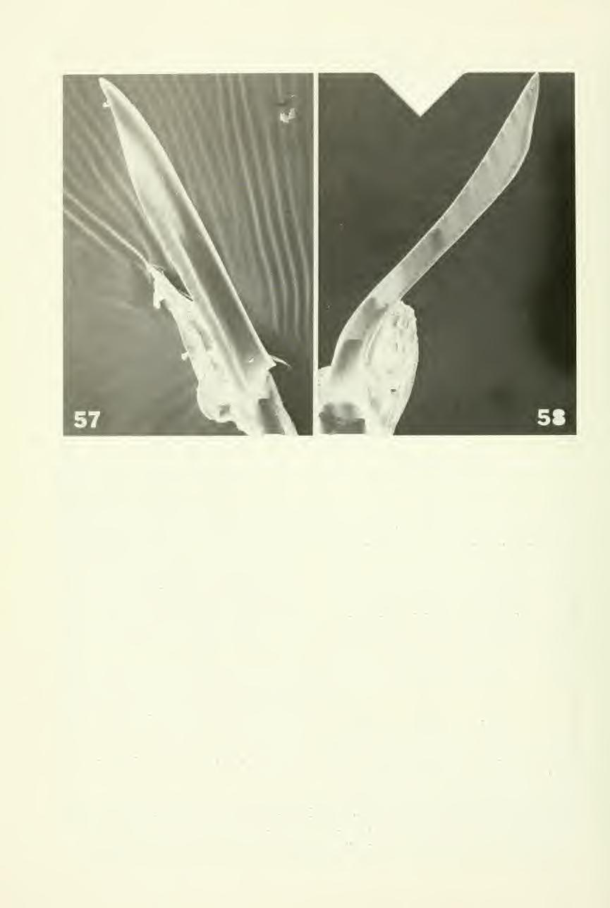58 Great Basin Naturalist Memoirs No. 12 Fig. 57. Ileopeltus tethys (Van Duzee), aedeagus, ventral aspect.