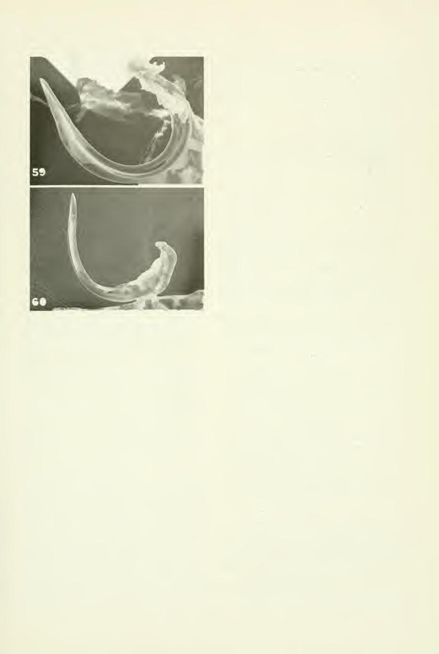 1988 CwiKLA: The Genus Ileopeltus 59 Table 1.