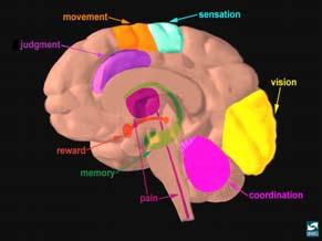 associated with reward Prefrontal cortex: Executive function Top down decision making Inhibitory control: Brakes and steering