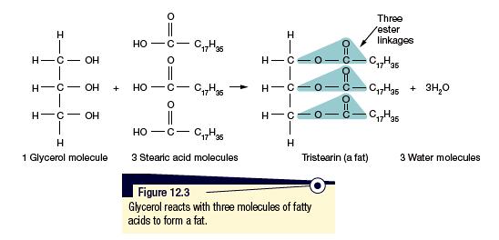 Week 12 Pathways to Biomolecules Are molecules such as fats and oils, carbohydrates, proteins and nucleic acids that are found in all living things.