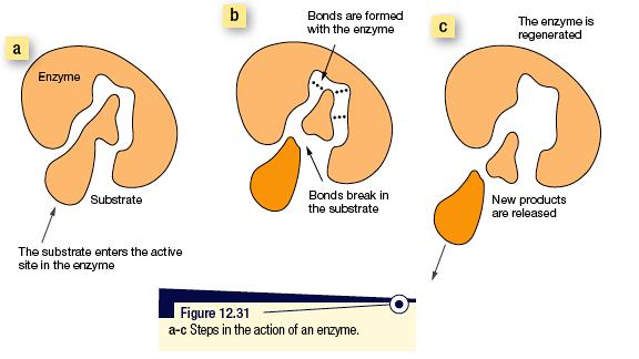 1. The reactant (substrate) enters the active site. 2. Bonds formed between the enzyme and substrate weaken bonds within the substrate, lowering the reaction s activation energy. 3.