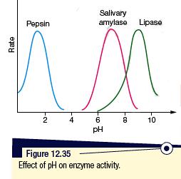 Enzymes operate effectively within a small ph range Not all enzymes have the same optimum ph. The ionisation of amino acids is dependent on ph.